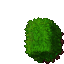 plant's hedge