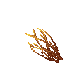 pepper root grass
