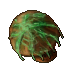 aquarius fungius