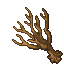 dry solstice tree