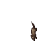 Rat